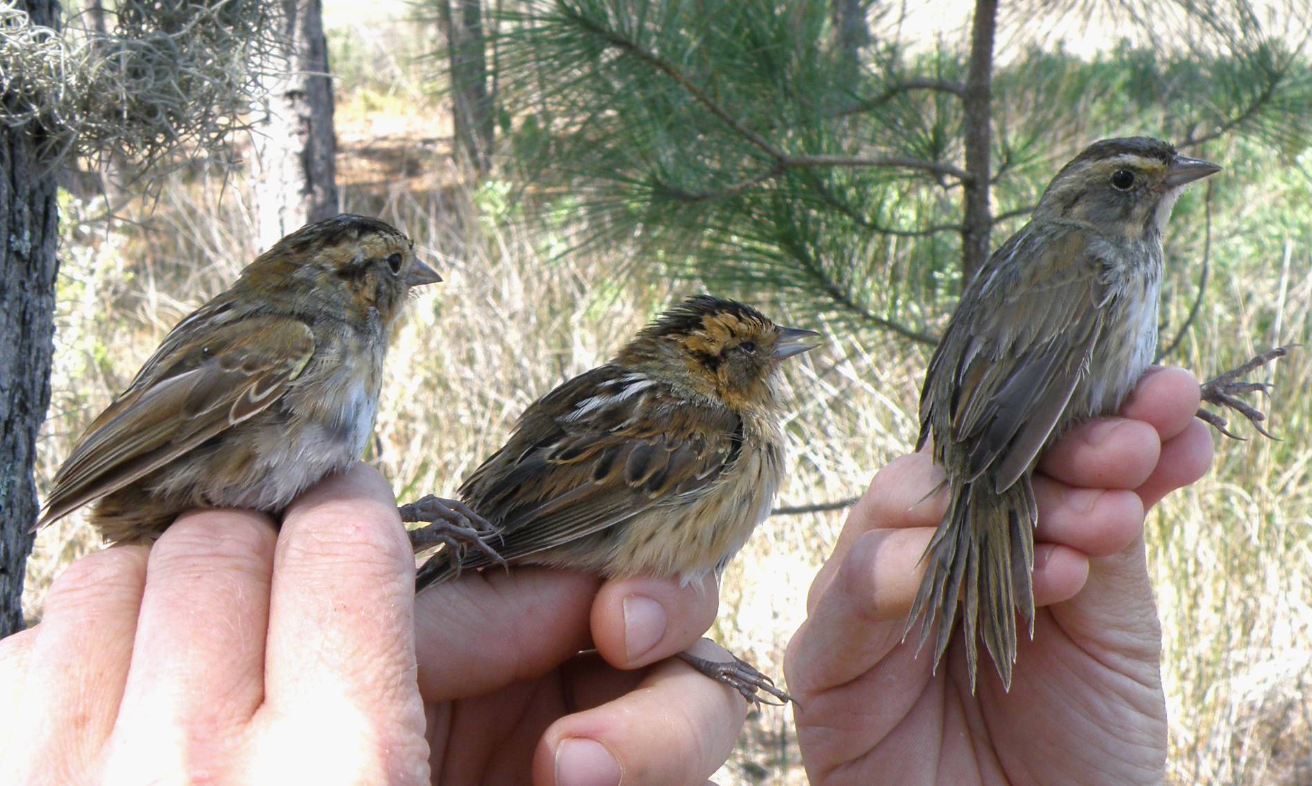 Sparrows - Copy